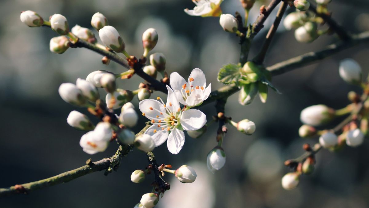 Яке свято 25 квітня і хто відзначає сьогодні іменини