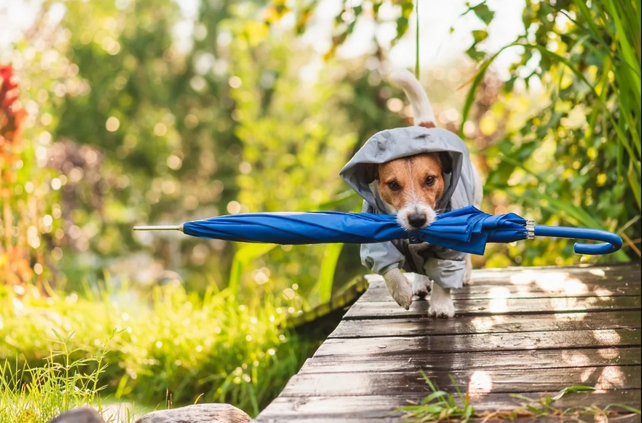 Потепління до +20°C та локальні дощі: прогноз погоди в Україні на 2 квітня