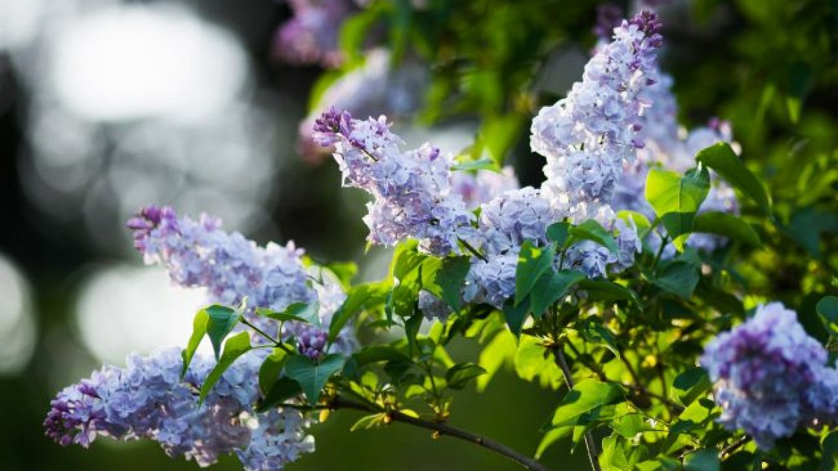 Май принесет грозы, град и заморозки: синоптик предупредил о резких погодных изменениях в Украине