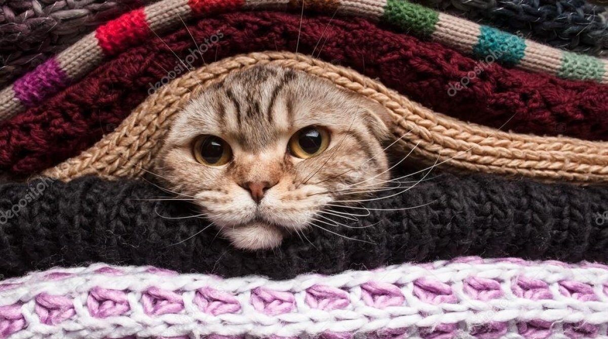 Опять похолодание в Украине: когда и в каких областях ожидать понижения температуры, стоит ли бояться заморозков