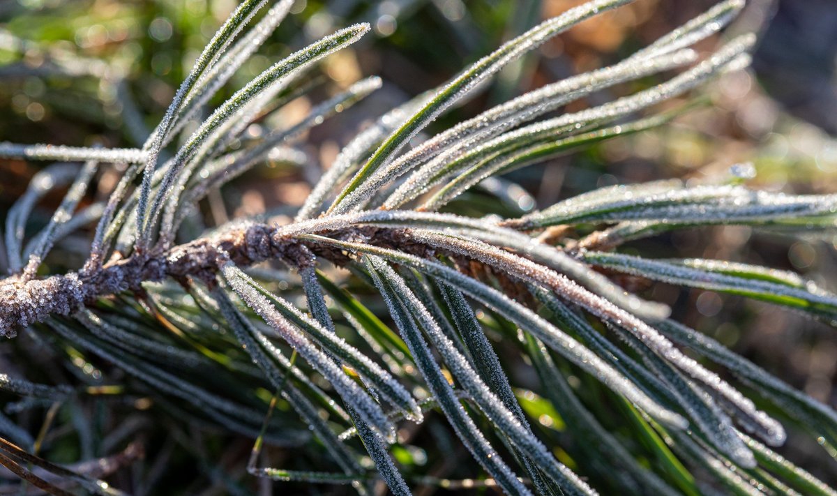 На западе и севере Украины ударят заморозки: синоптики предупреждают о первом уровне опасности