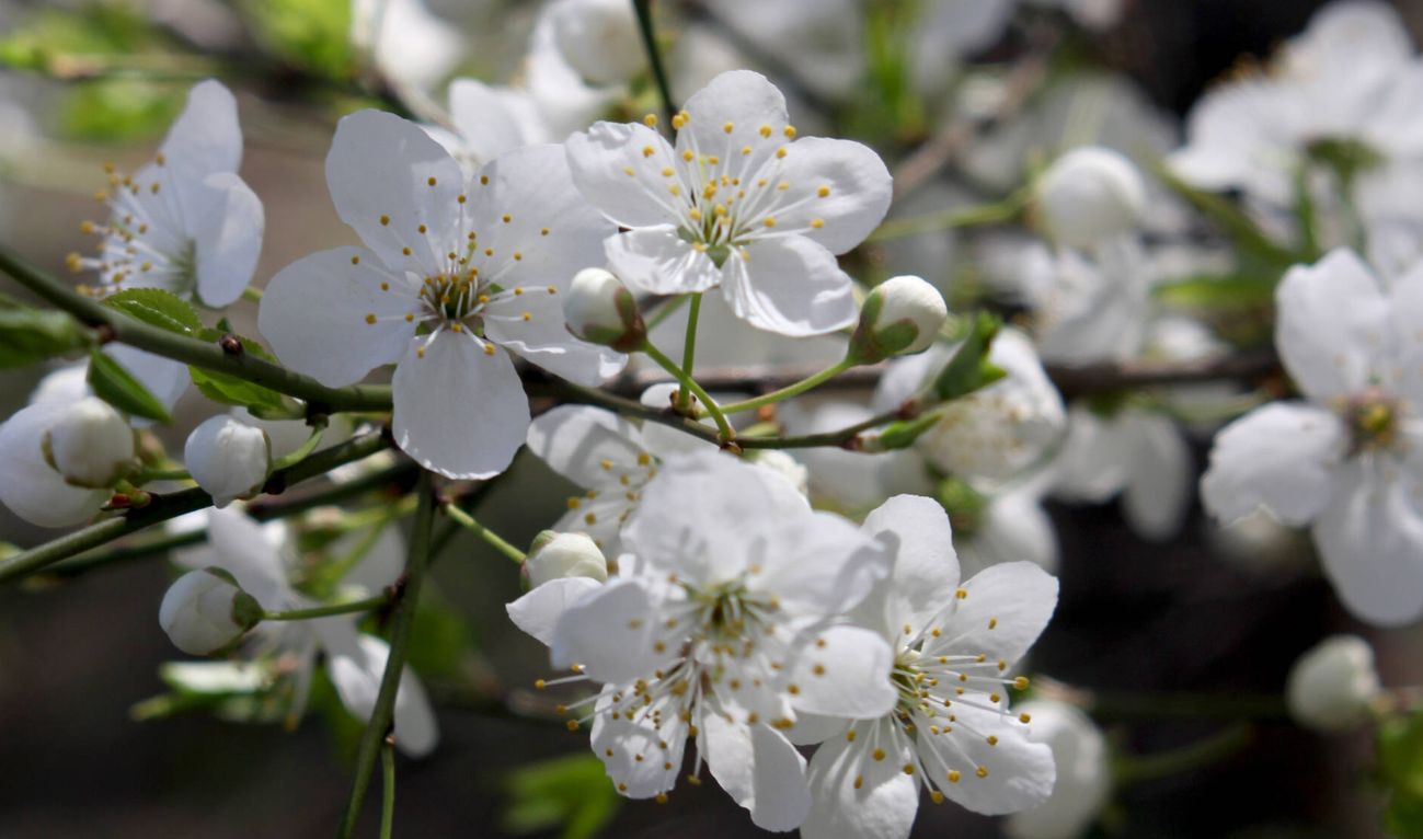В мае в Украине ожидается аномально теплая погода - Укргидрометцентр