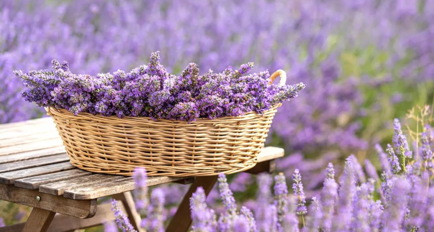 Як правильно вирощувати лаванду: перевірений садовий лайфгак для пишного цвітіння
