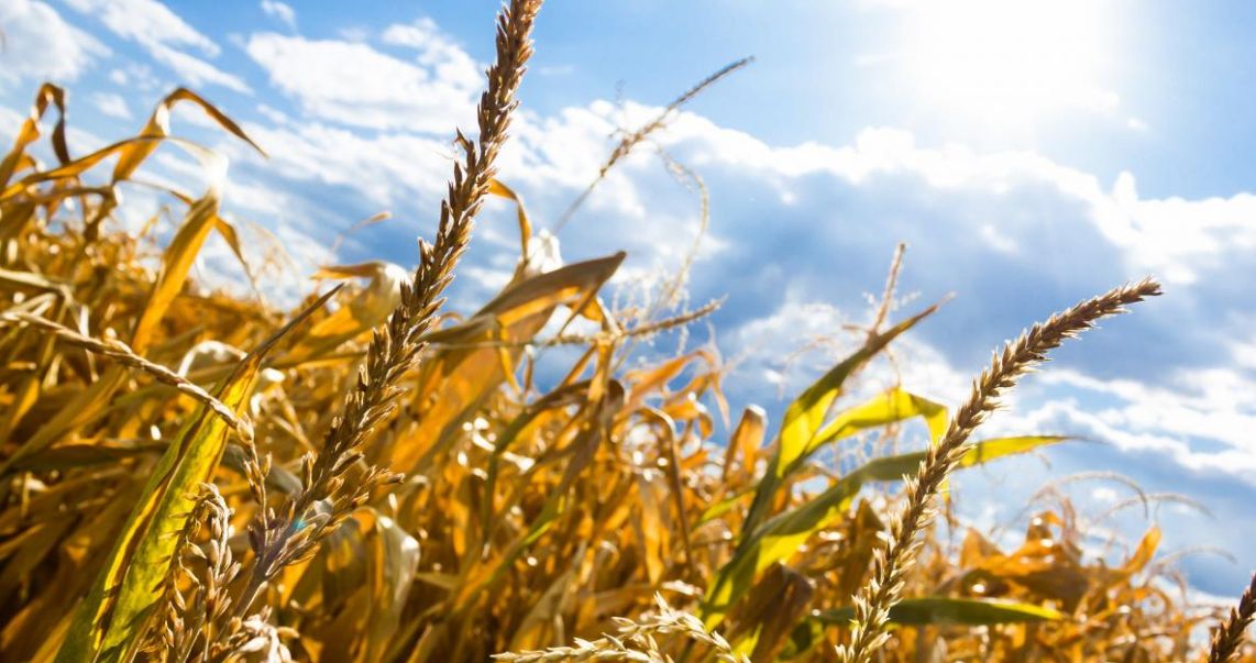 Синтоптики повідомляють: Україна нагрівається у 2,5 раза швидше за світ — влітку можливі температури понад +40°C