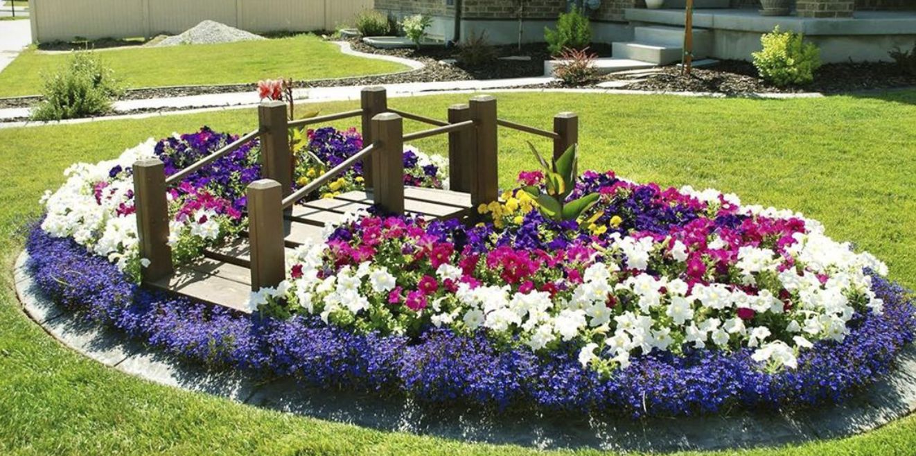 ТОП-5 садових квітів, які витримують спеку та не потребують частого поливу