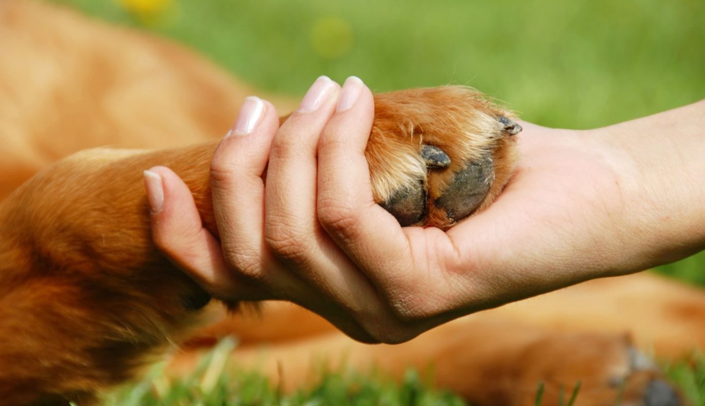 С 12 мая - регистрация собак в Киеве обязательна: какая стоимость и что будет за нарушение