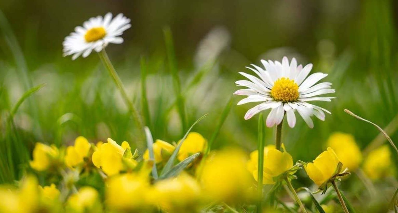 Когда в Украину придет потепление и каким будет начало лета 2025 года — прогноз синоптиков