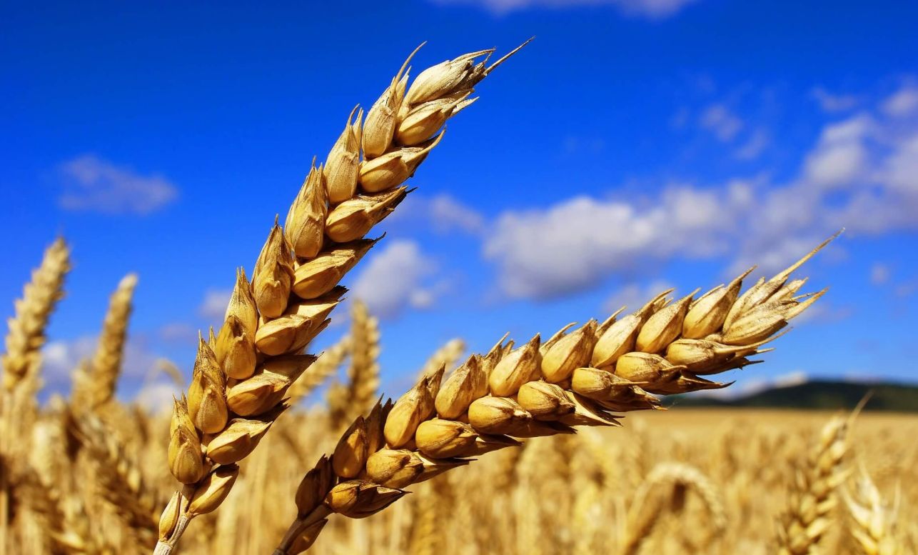 Переховується в Греції, “віджимає” в Україні. Як екс-чиновник Андрій Задирака організовує рейдерські захоплення землі в різних регіонах