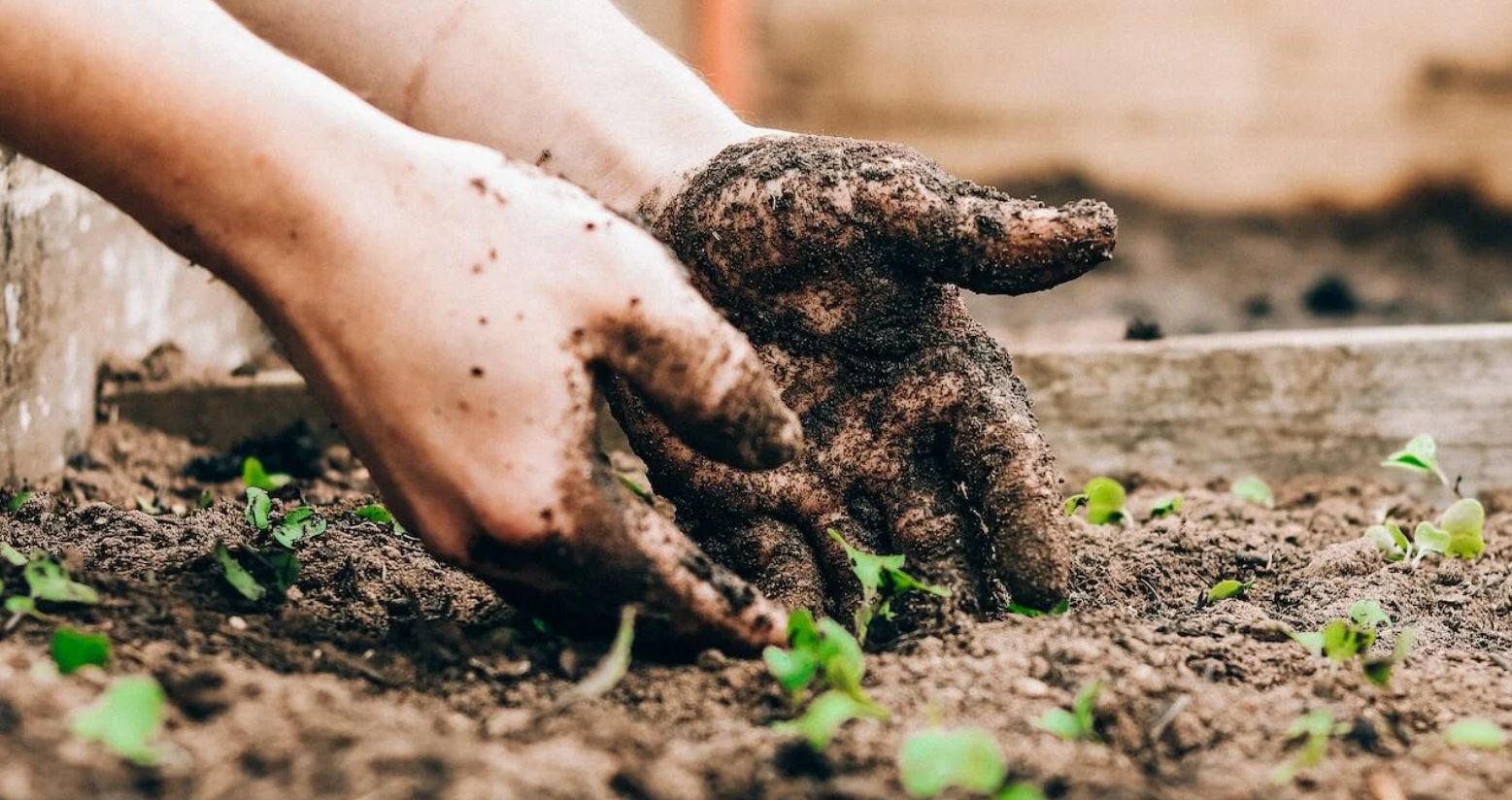 Місячний посівний календар на червень 2025 року: сприятливі дні для висаджування та догляду за рослинами