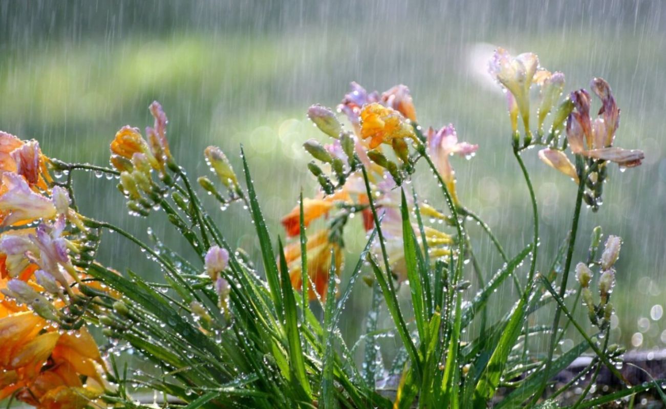 Прогноз погоды в Украине на 25 мая 2025 года: грозы, дожди и порывистый ветер.