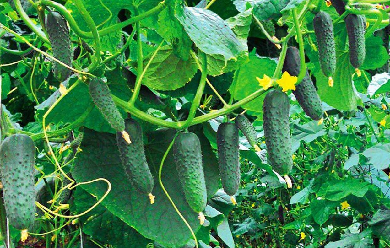 Де не варто садити огірки: ТОП помилок, які зіпсують врожай