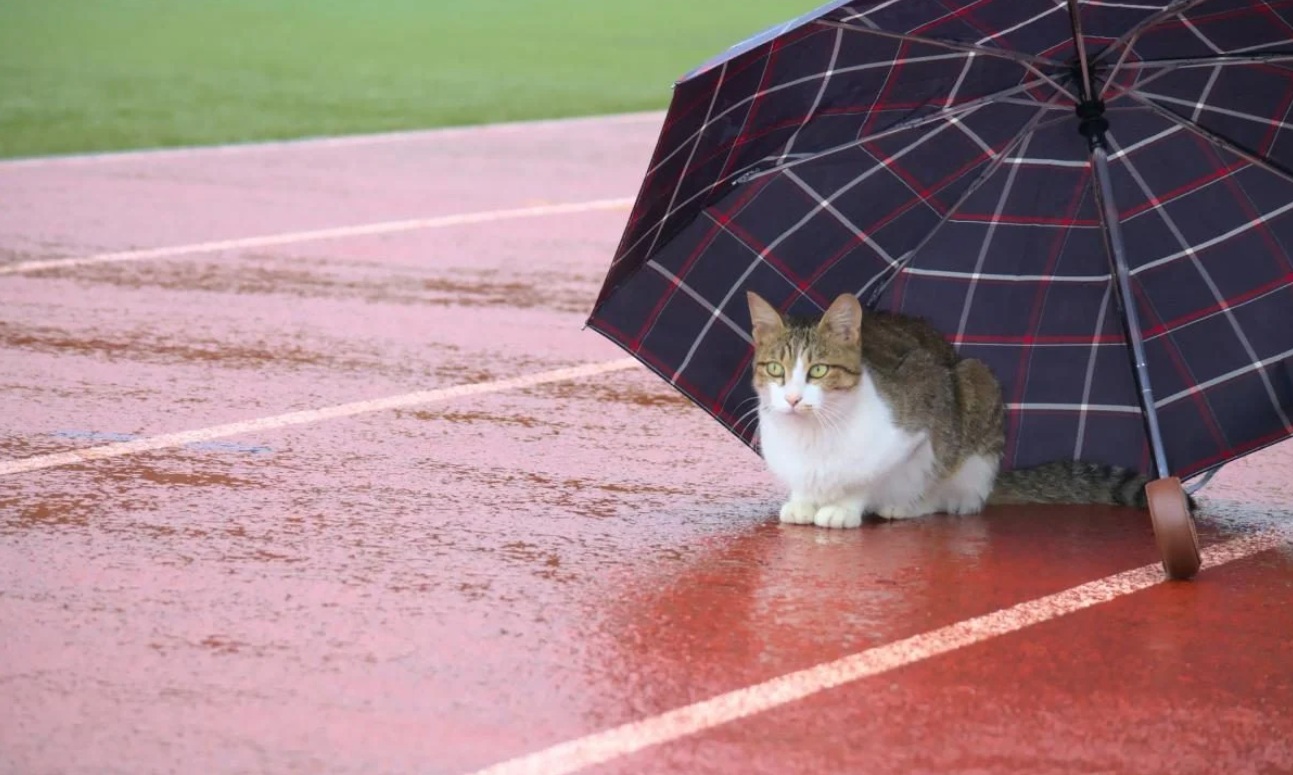 Летнее тепло возвращается: когда в Украине стабильно потеплеет и какие области еще накроет прохлада