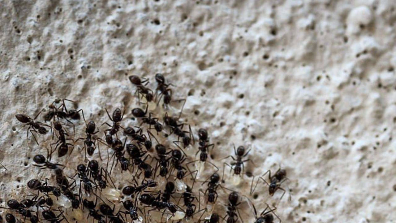 Як назавжди позбутися мурах у домі та на городі: дешеві й натуральні засоби, які справді працюють