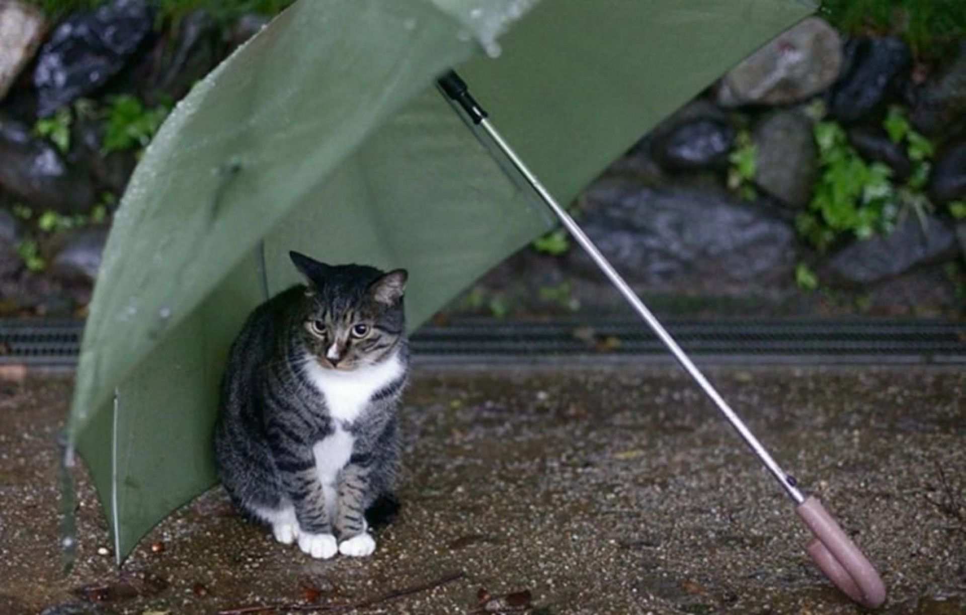 Дожди, грозы и порывистый ветер: какой будет погода в Украине 20 июня