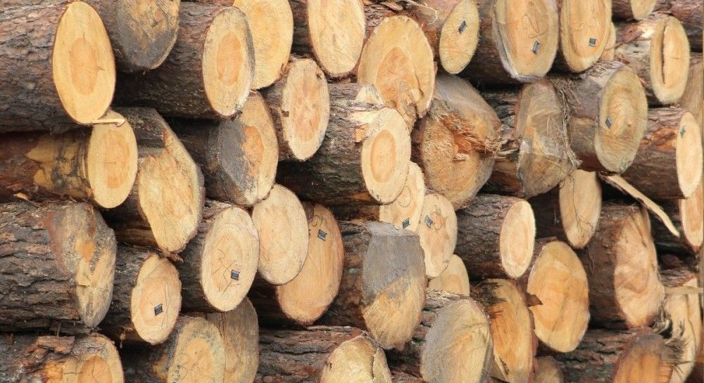 Начальника лісництва на Закарпатті Анатолія Козара підозрюють у схемах із продажу деревини