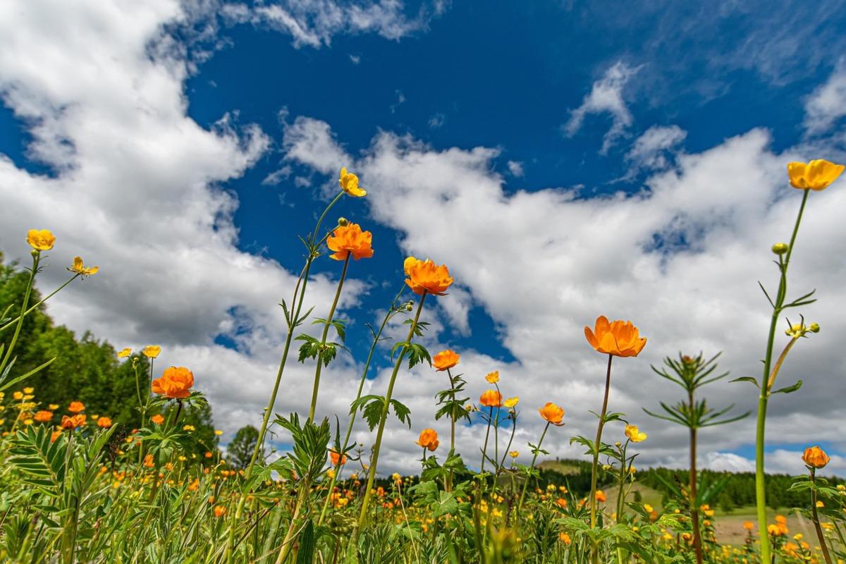Прогноз погоды в Украине на 16 июня: кратковременные дожди и комфортное тепло