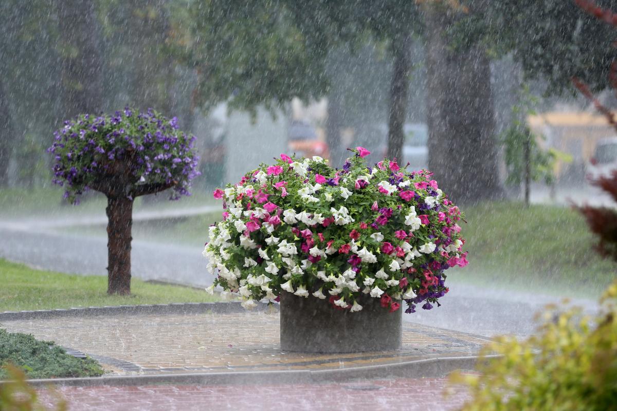 Прогноз погоды в Украине на 15 июня: дожди, грозы и умеренное тепло