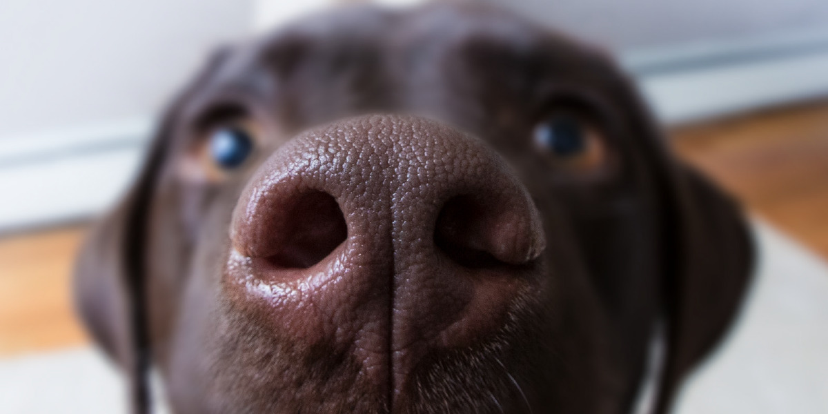 Собаки могут обнаруживать рак на ранних стадиях: что известно о способности животных распознавать болезнь по запаху