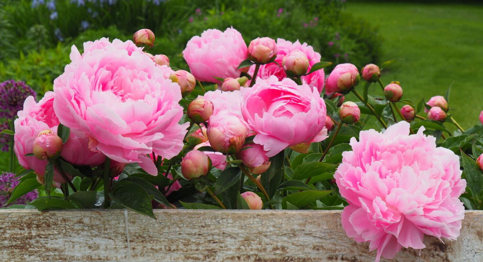 Що робити з півоніями після цвітіння: поради садівників для пишного цвітіння наступного року