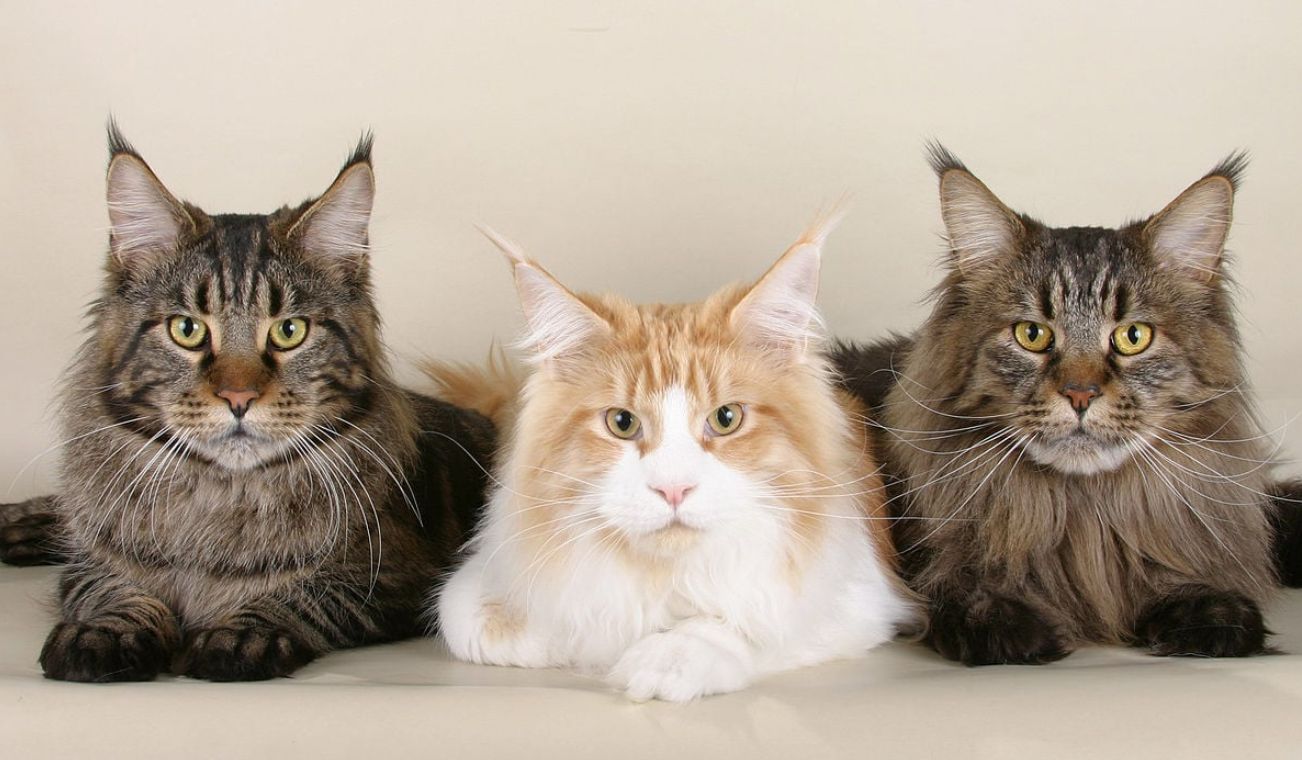 Агрессия у кошек: японские ученые выяснили, что влияет на поведение домашних питомцев