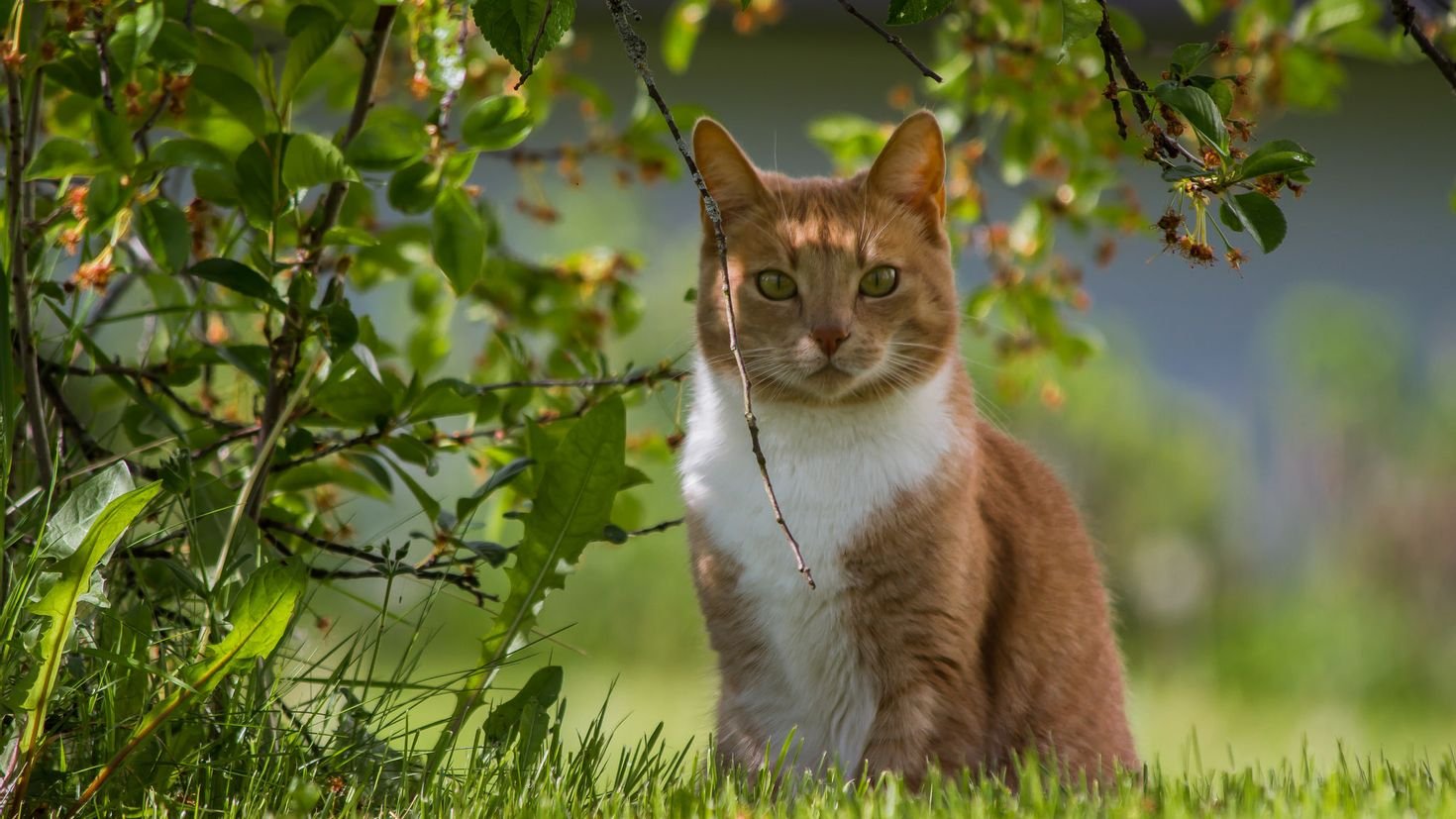 Украину накроет температурный контраст: жара до +40°C и похолодание с дождями