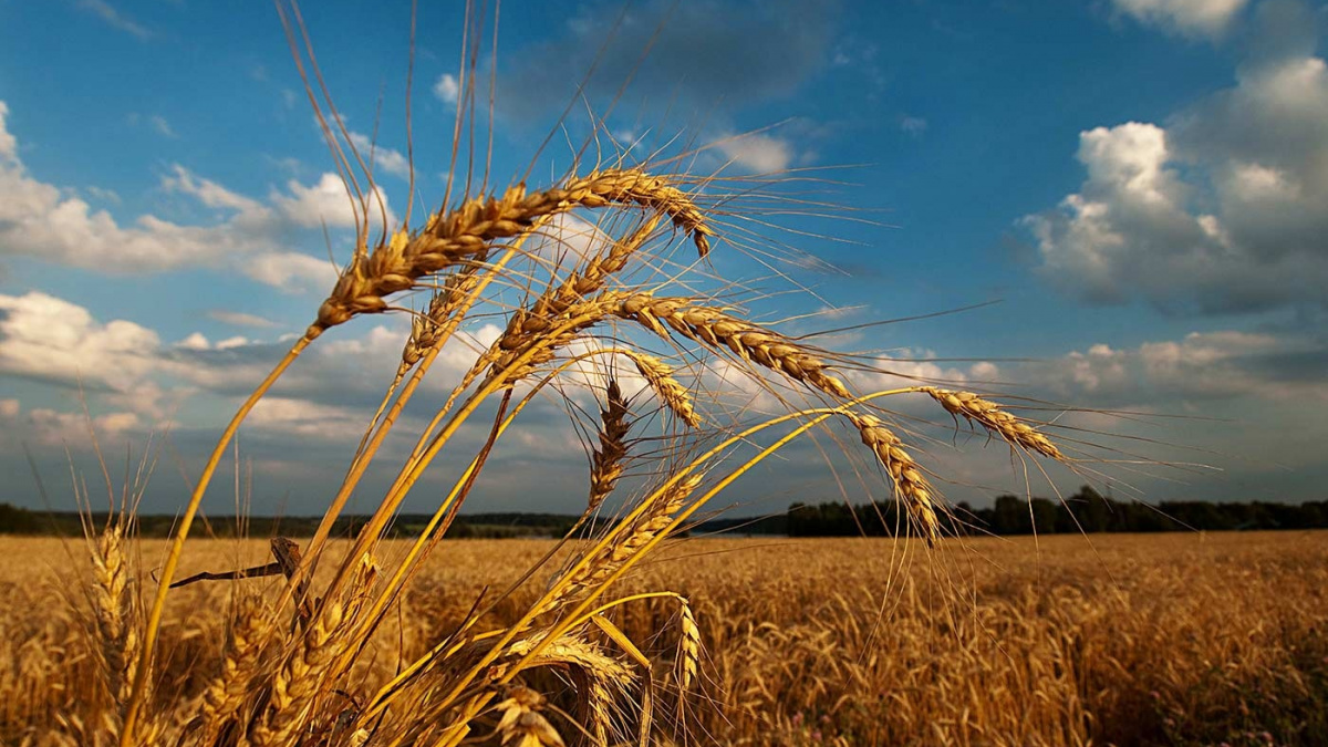 Серпень 2025 буде спекотним і посушливим: прогноз Укргідрометцентру