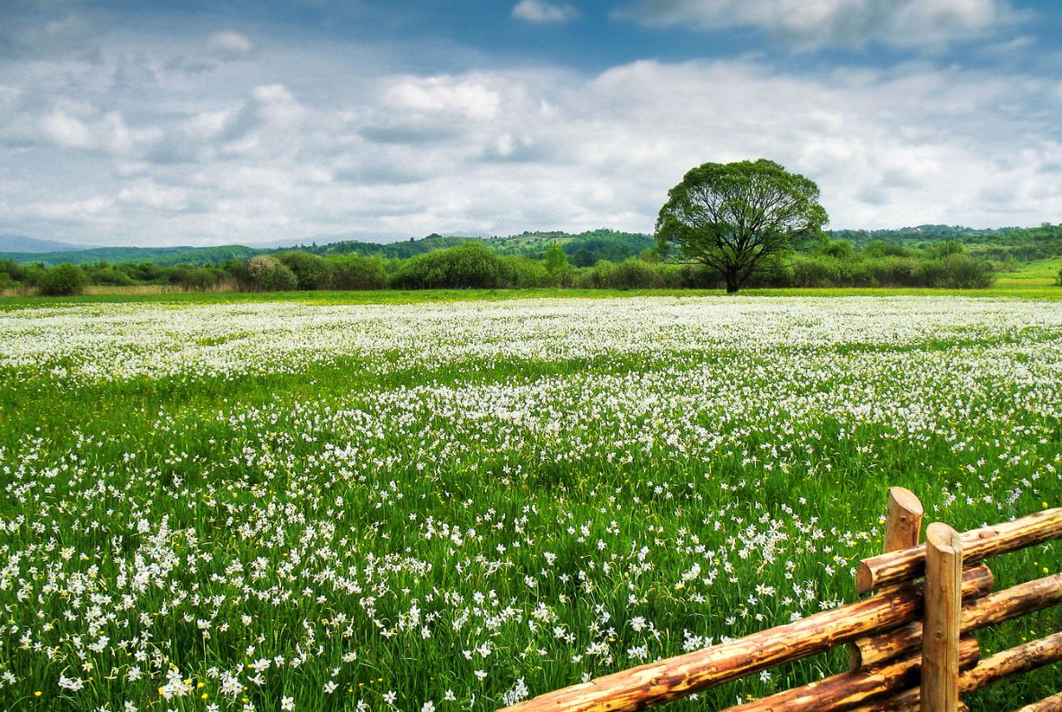 Погода в Украине 14 июля: жара до +37°C, грозы и шквалы на западе