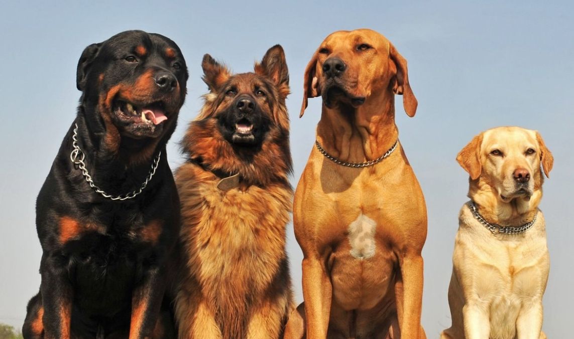 10 великих порід собак, які живуть найдовше