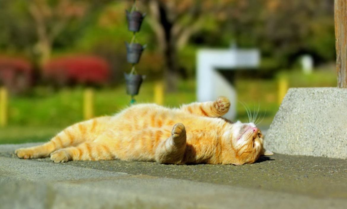 Солнечная погода в Украине 20 августа: жара до +30° и ни одного облака