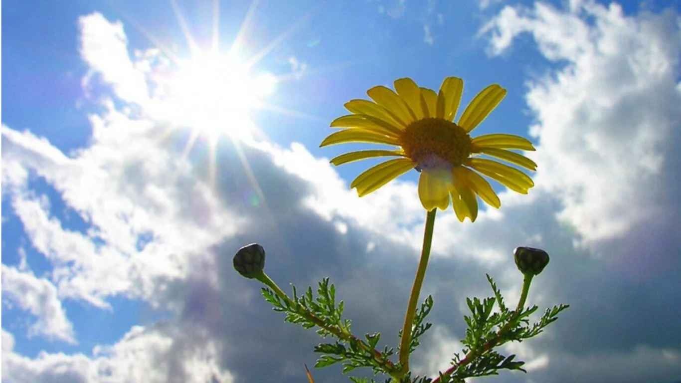 Солнечно и без осадков, местами сохранится пожарная опасность: какой будет погода в Украине 12 августа