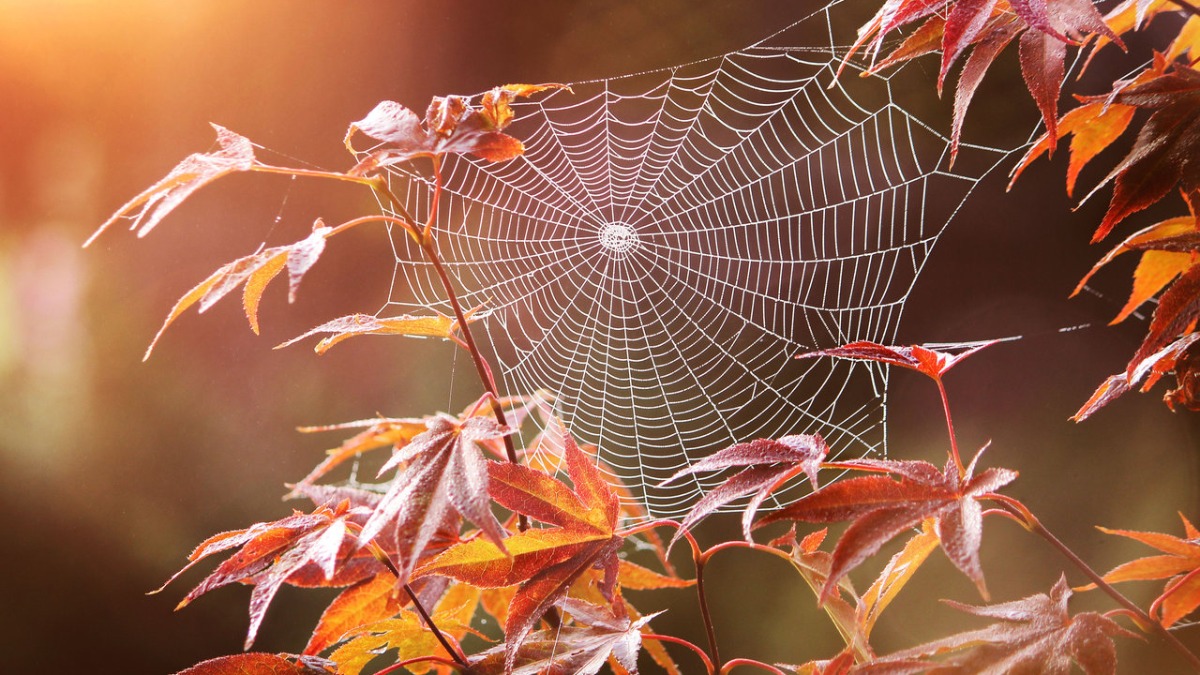 Прогноз погоды в Украине на 25 августа: где ожидается дождь и прохлада