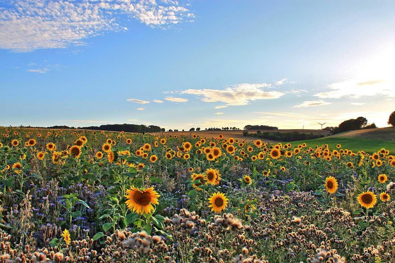 Жара в Украине усилится: синоптик назвал регионы с высокими температурами