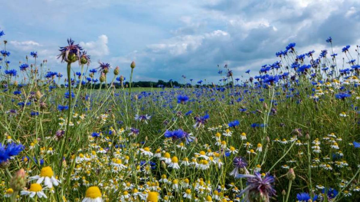Прогноз погоды на 19 августа: температура до 29° и без осадков