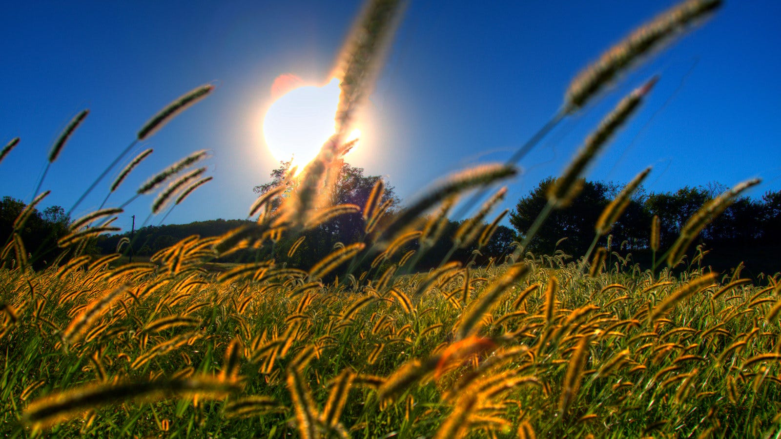 Погода 15 августа: жара до +35° и полное отсутствие осадков в Украине