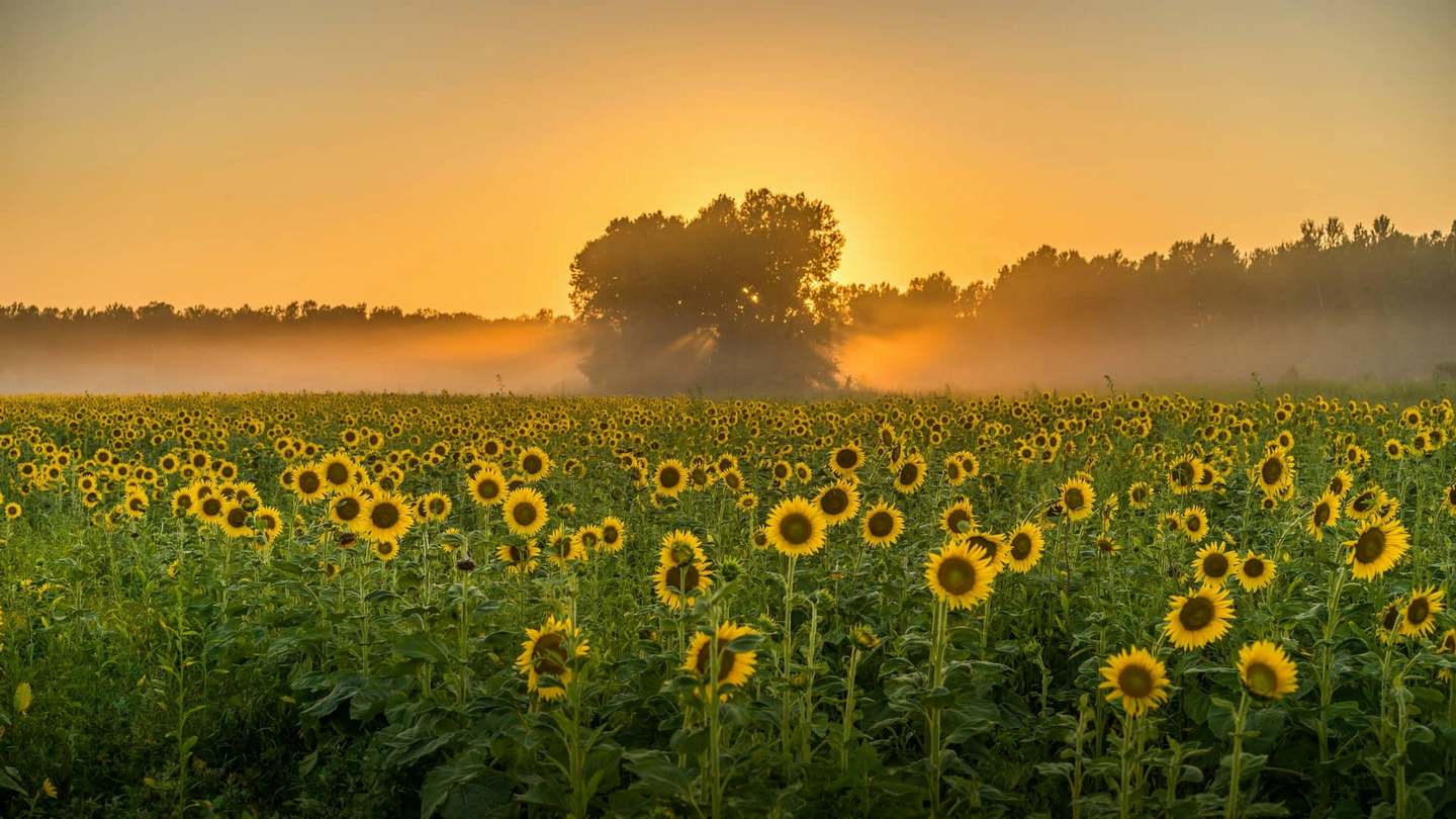 Погода в Украине 7 августа: атмосферный фронт несет грозы к востоку, а запад остынет до +20°