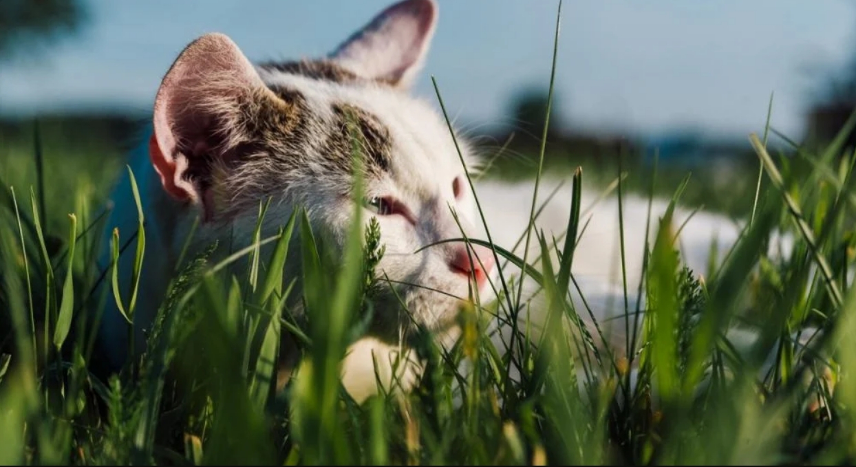 Комфортная погода возвращается в Украину: жара задержится только в отдельных регионах