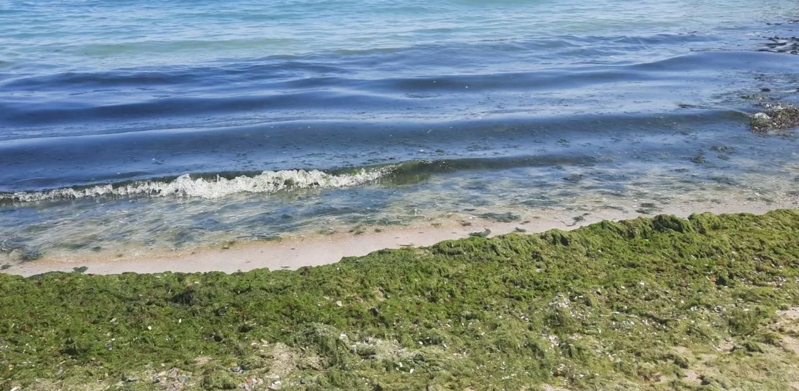 В Одесі зафіксовано масове "цвітіння" моря та перевищення рівня токсичних сполук