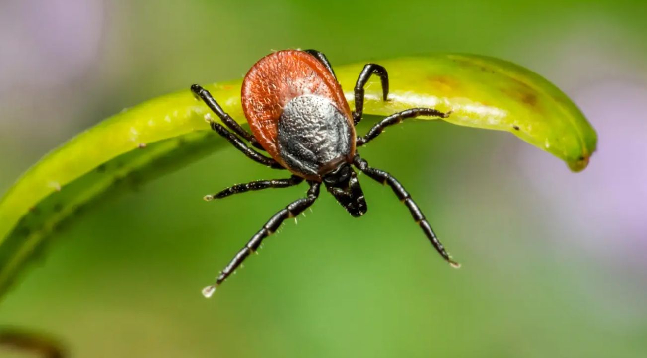 Відпочинок на подвір’ї без небезпеки: 5 місць, де найчастіше ховаються кліщі