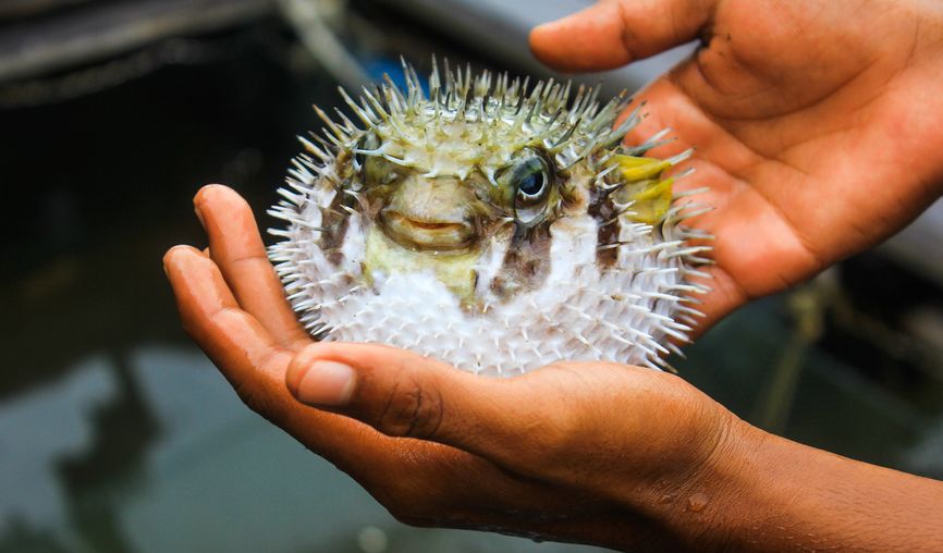 Три продукта, которые могут представлять смертельную опасность