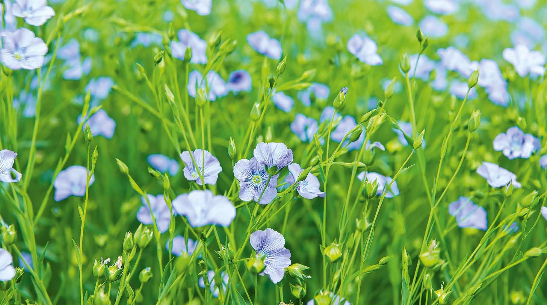 Лен Росостраха. Как Павел Бабич и Ирина Костюшко на российские деньги развивают агробизнес в Житомирской области