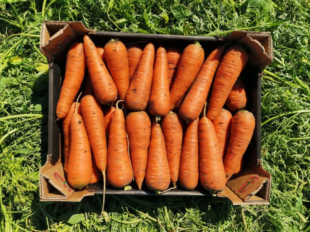 Морковь помогает снизить риск рака: какие антиоксиданты защищают клетки