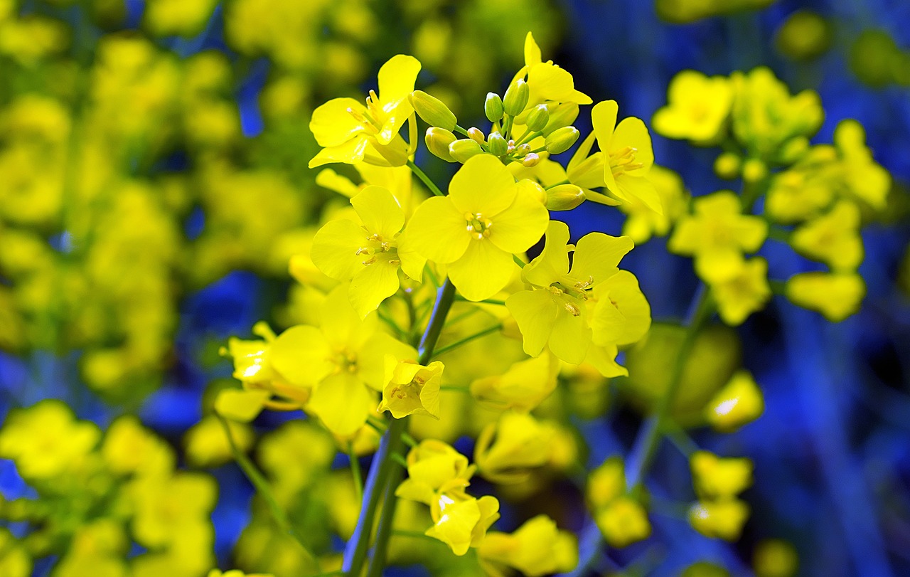 Заплатят все. Новая 10%-ная пошлина полностью заблокировала экспорт сои и рапса