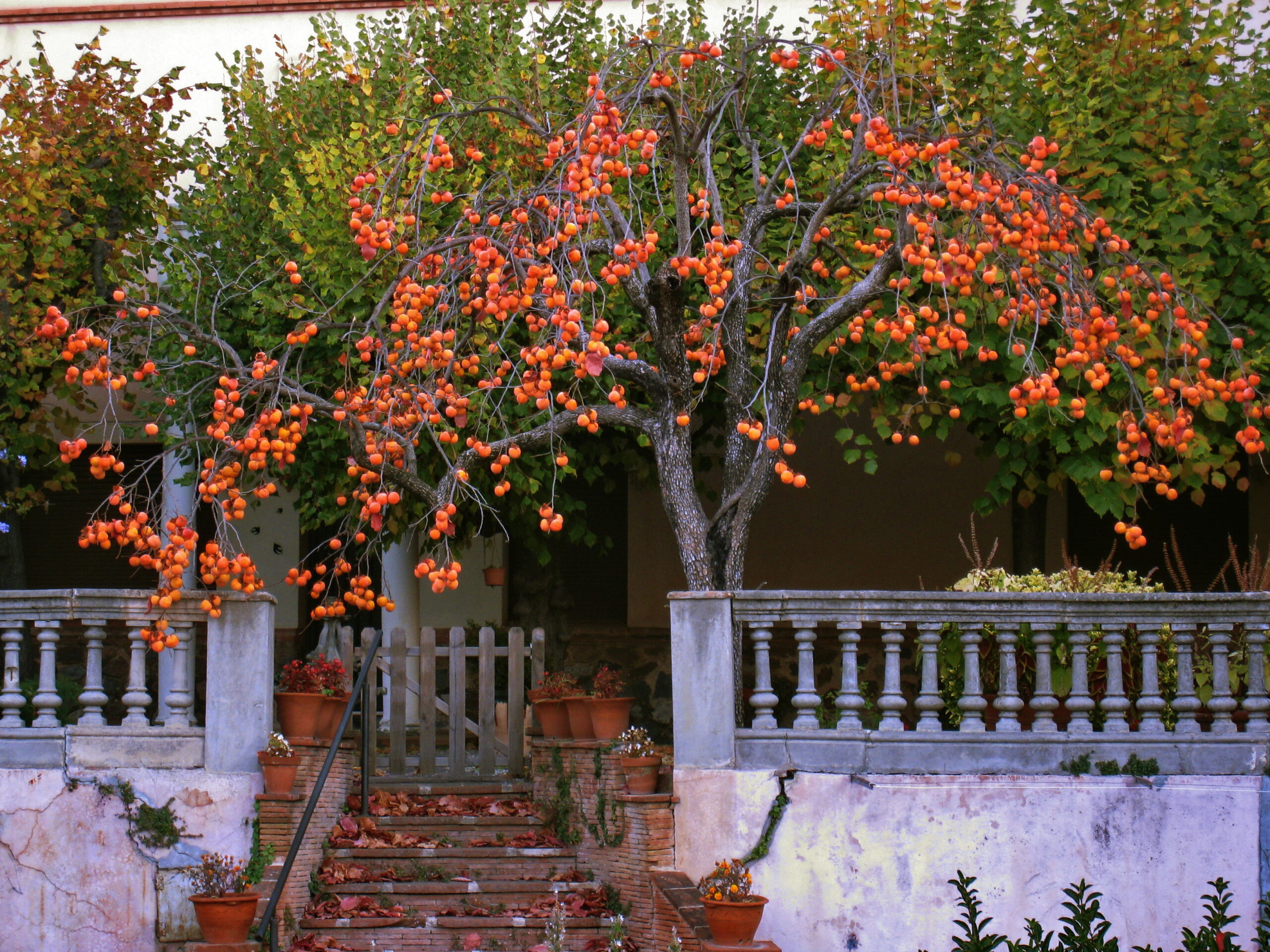 5 фруктовых деревьев, которые лучше посадить осенью: советы экспертов