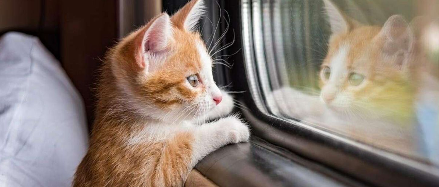 "Укрзалізниця" оновила правила перевезення домашніх тварин у поїздах: що змінюється