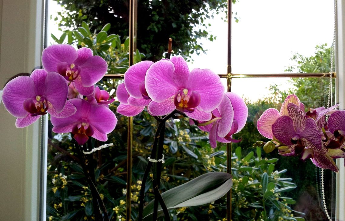 Як пересадити орхідею в новий горщик: покрокова інструкція та корисні поради