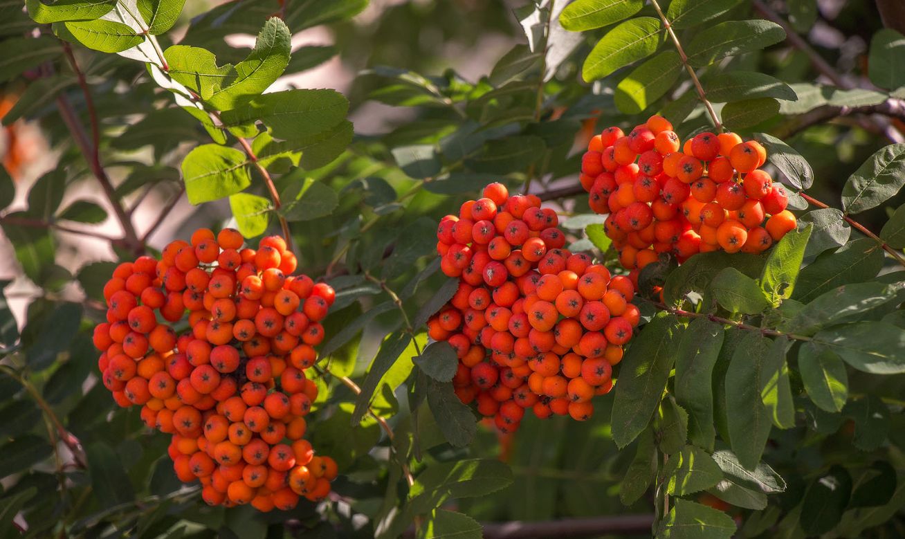 В Украине ожидаются осенние дожди – прогноз погоды на неделю с 8 по 14 сентября