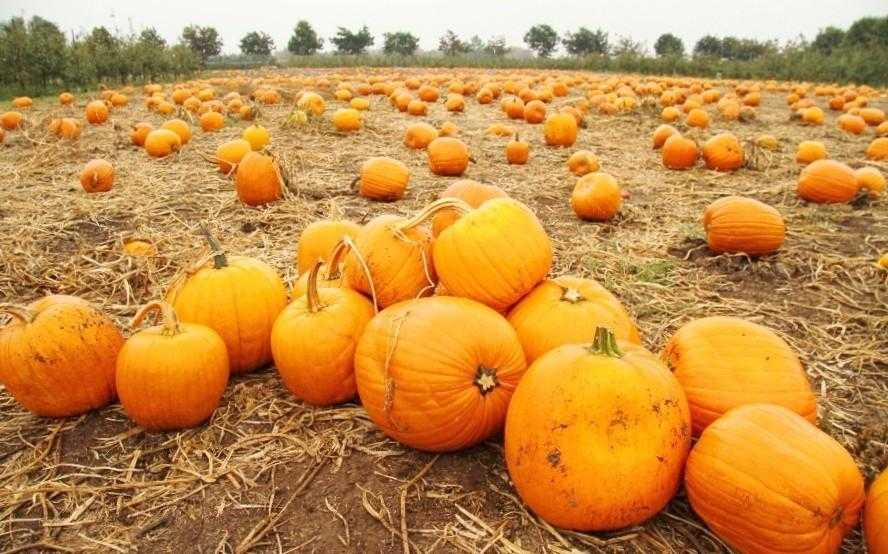 Вкусная и полезная осень: 7 рецептов из тыквы, которые укрепят иммунитет