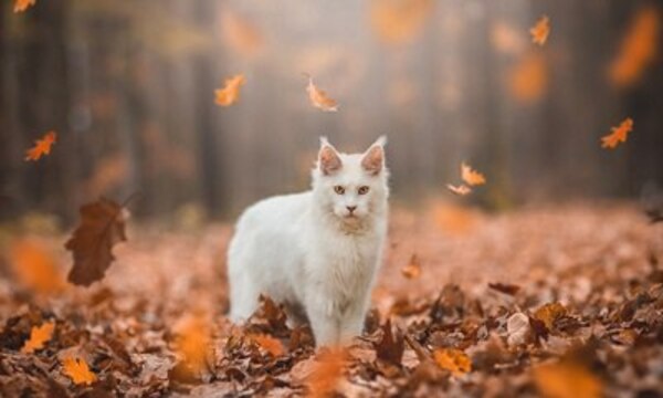 Погода 13 октября: в Украине ожидаются дожди и прохлада, мрачнее всего — на севере