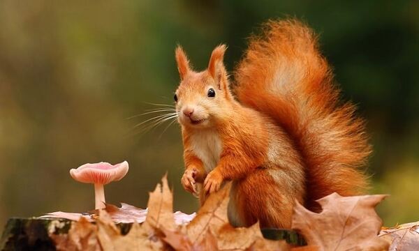 18 жовтня – день святого Луки: прикмети, традиції та заборона позичати сіль