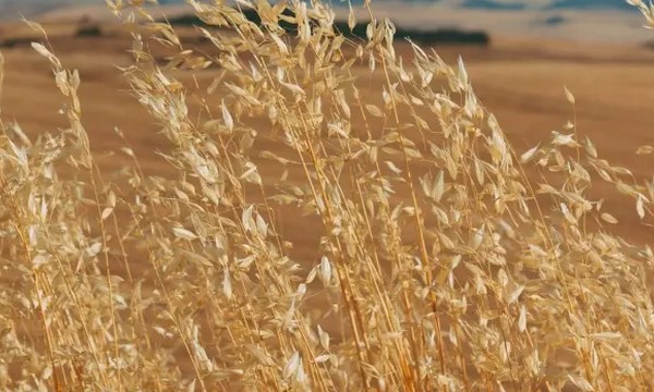 НАБУ и САП направили в суд дело о незаконном завладении землями Киевщины на 1,8 млрд грн